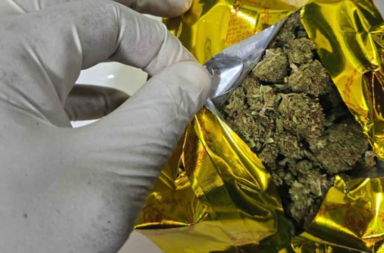 Customs Seizes 11.75kg Cannabis